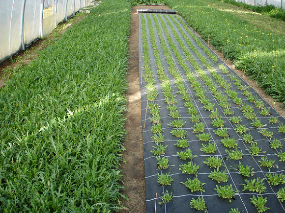 Агротекстиль Agrojutex 100г/м2 - 1.65x100м Агротекстиль Agrojutex 100г/м2 - 1.65x100м