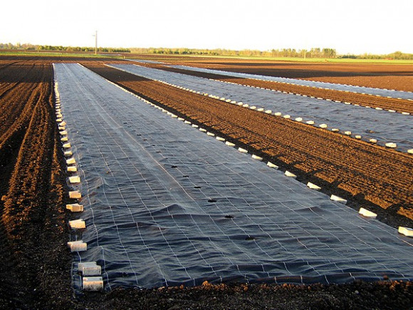 Агротекстиль Agrojutex 100г/м2 - 5.25x100м Агротекстиль Agrojutex 100г/м2 - 5.25x100м