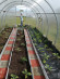 Агротекстиль Agrojutex 100г/м2 - 1.65x40м Агротекстиль Agrojutex 100г/м2 - 1.65x40м