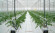 Агротекстиль Agrojutex белый 130г/м2 - 1.65x100м Агротекстиль Agrojutex белый 130г/м2 - 1.65x100м